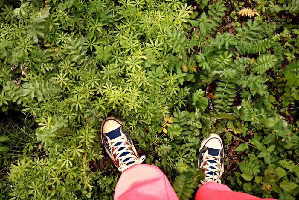Jogginghose Chucks Pink